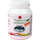 SanaCare Polyporus umbellatus - 90 kaps.